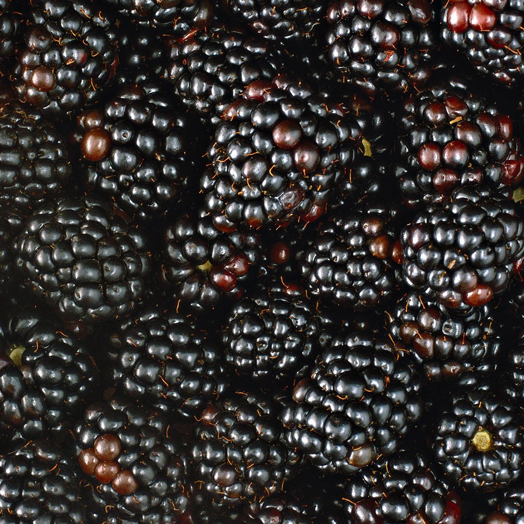 Обои макро, ягода, ягоды, много, ежевика, macro, berry, berries, a lot, blackberry разрешение 1920x1080 Загрузить