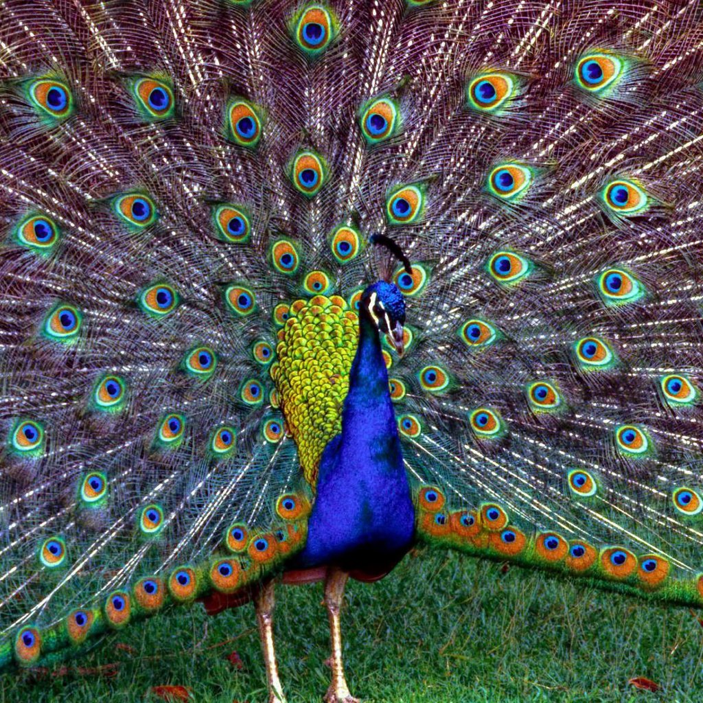 Обои трава, птица, павлин, перья, красивый, хвост, grass, bird, peacock, feathers, beautiful, tail разрешение 1920x1200 Загрузить