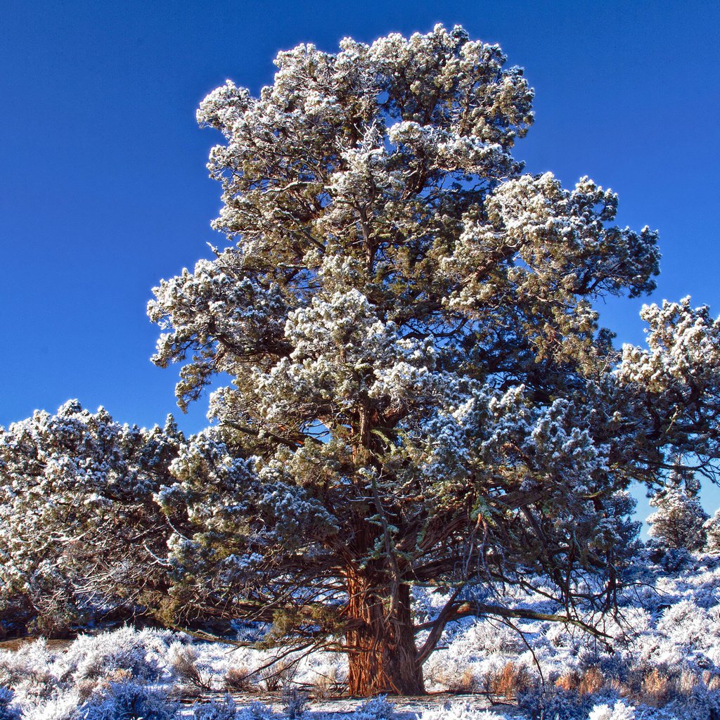 Обои небо, снег, дерево, зима, иней, день, синее, морозный, the sky, snow, tree, winter, frost, day, blue, frosty разрешение 2560x1600 Загрузить