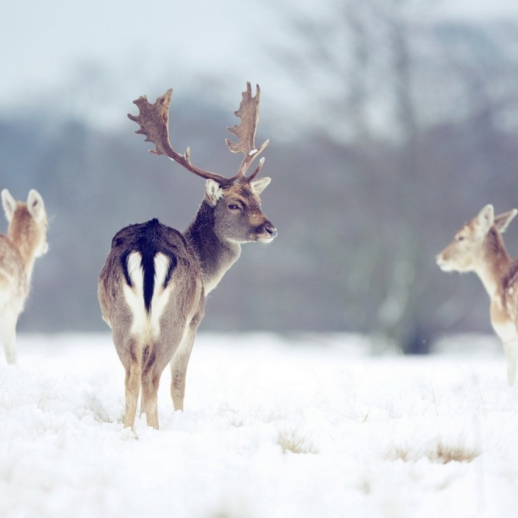 Обои снег, природа, лес, зима, рога, олени, snow, nature, forest, winter, horns, deer разрешение 1920x1200 Загрузить