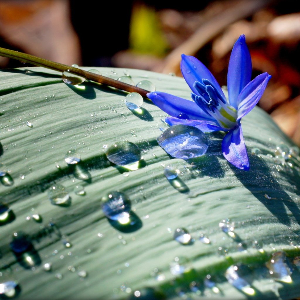 Обои цветок, капли, лист, flower, drops, sheet разрешение 1920x1254 Загрузить