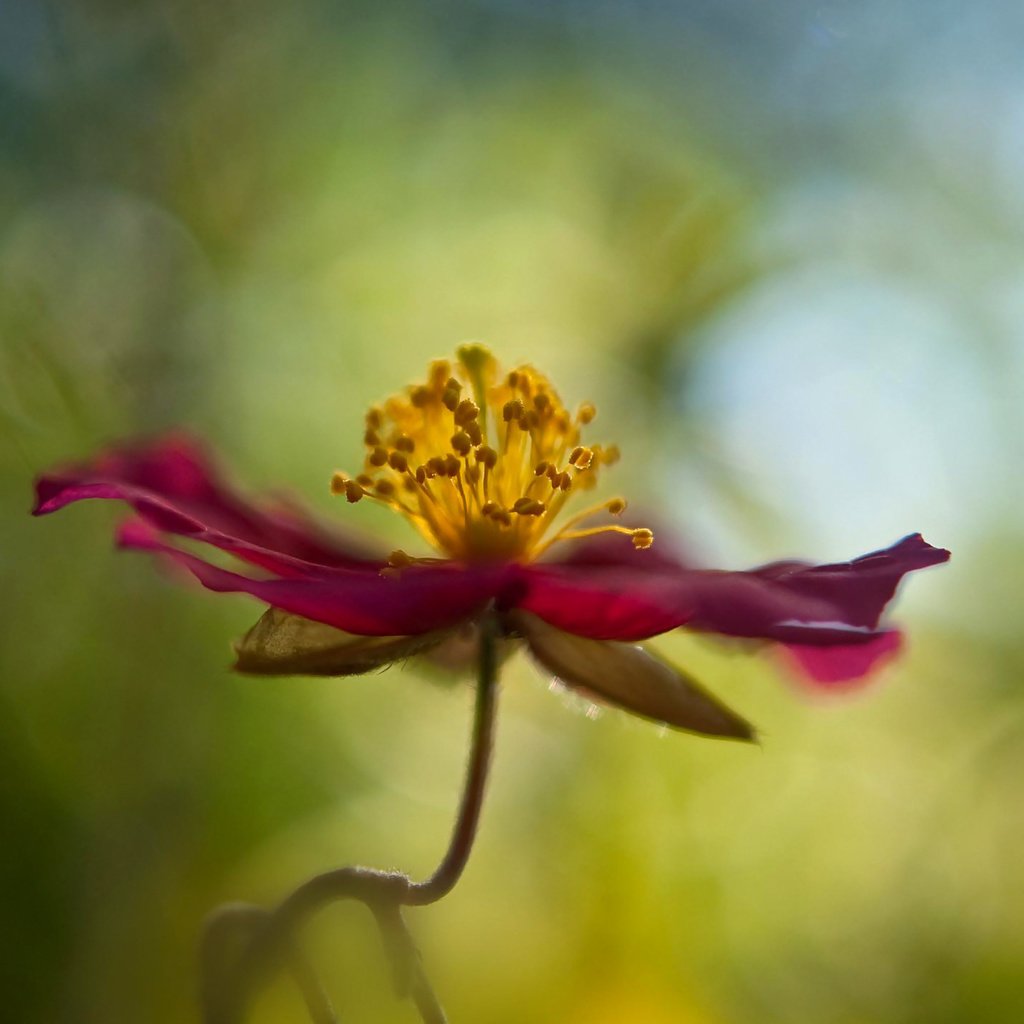 Обои макро, цветок, лепестки, стебель, боке, cvetok, makro, boke, macro, flower, petals, stem, bokeh разрешение 1920x1200 Загрузить