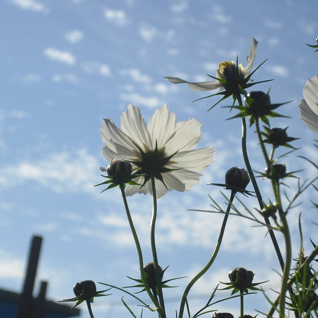 Обои небо, цветы, облака, лепестки, стебли, космея, cvety, leto, nebo, the sky, flowers, clouds, petals, stems, kosmeya разрешение 3456x2304 Загрузить