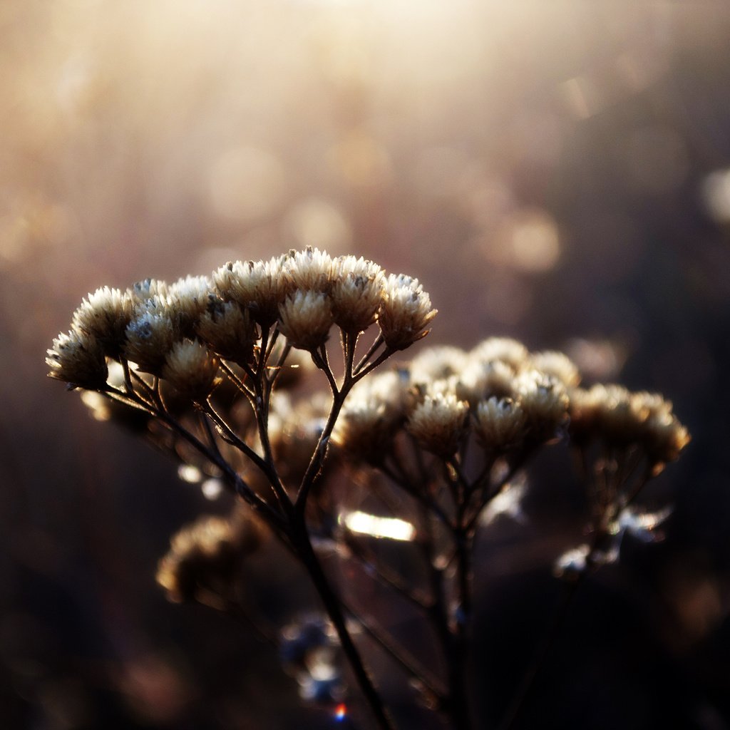 Обои макро, блики, растение, травинки, сухоцвет, венчик, пучки, macro, glare, plant, grass, the dried flowers, whisk разрешение 2560x1600 Загрузить