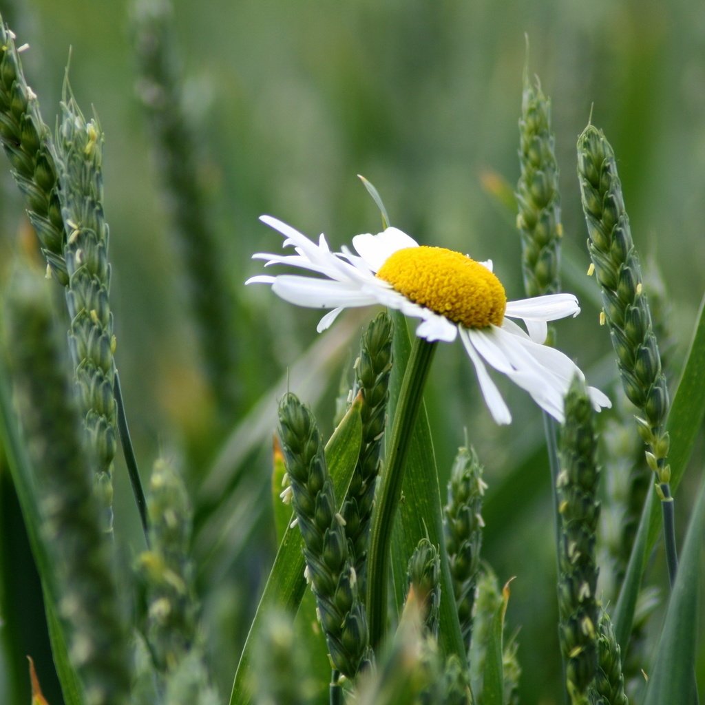 Обои трава, цветок, ромашка, колоски, полюс, priroda, romashka, grass, flower, daisy, spikelets, pole разрешение 2560x1600 Загрузить