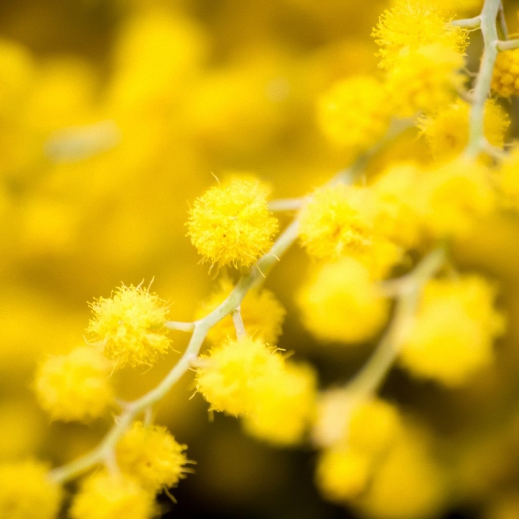 Обои цветы, ветки, весна, жёлтая, боке, cvety, zheltye, maxrovye, мимоза, flowers, branches, spring, yellow, bokeh, mimosa разрешение 1920x1200 Загрузить