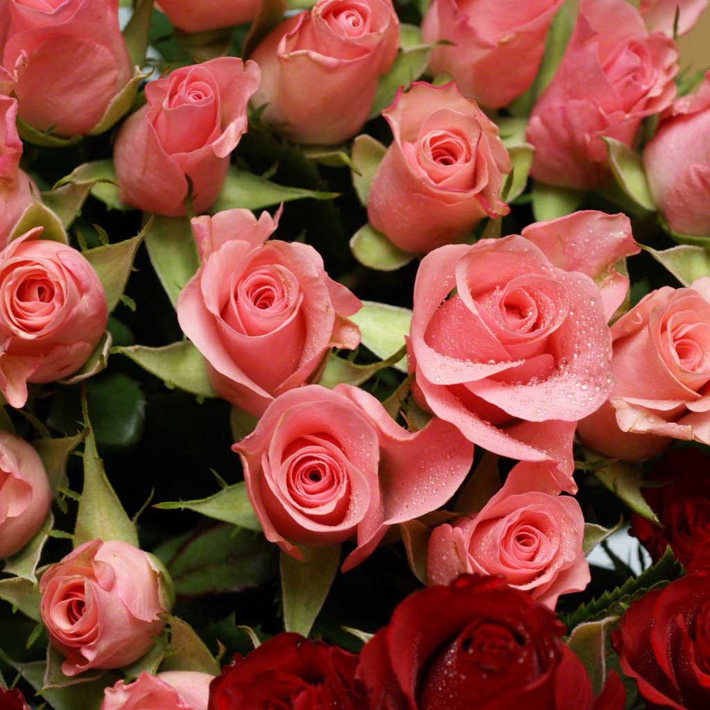 Обои cvety, rozy, raznye, розовые розы, pink roses разрешение 1920x1285 Загрузить