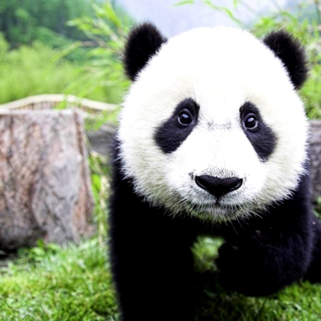 Обои морда, лапы, панда, бамбуковый медведь, большая панда, face, paws, panda, bamboo bear, the giant panda разрешение 2000x1125 Загрузить