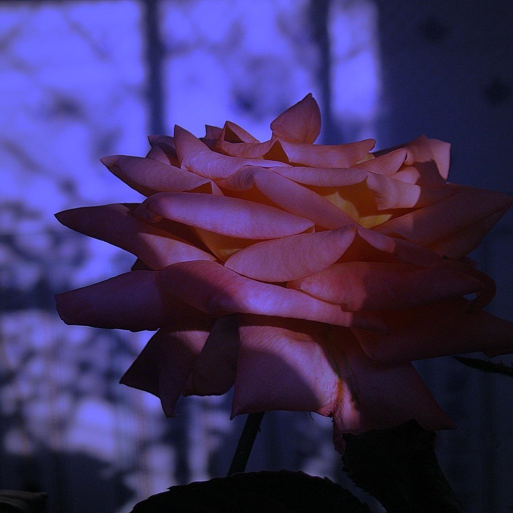 Обои cvetok, goluboj, roza, krasnaya, otsvet, sumerki разрешение 1920x1440 Загрузить