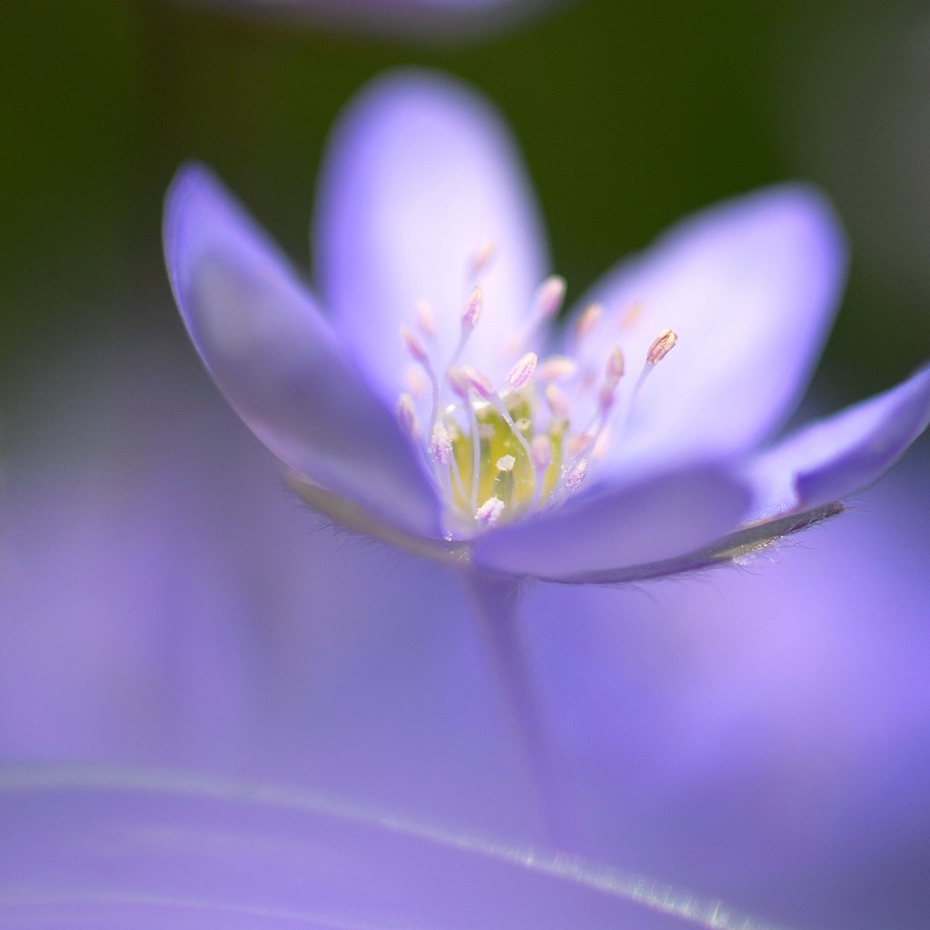 Обои фокус камеры, синий, цветок, размытость, cvetok, rozmytost, odin, fokus, sinij, seredinka, the focus of the camera, blue, flower, blur разрешение 3872x2592 Загрузить