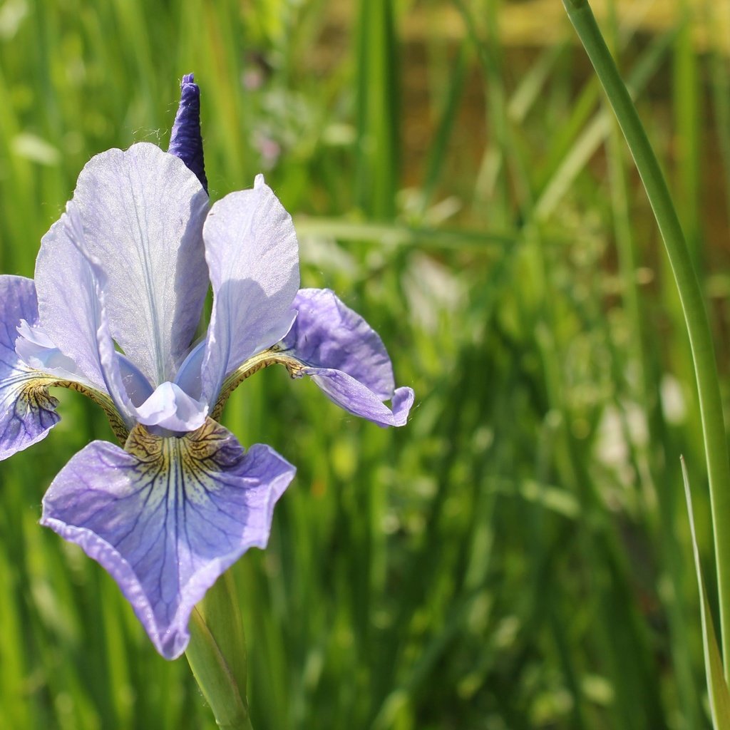 Обои трава, природа, зелень, цветок, ирис, cvety, zelen, grass, nature, greens, flower, iris разрешение 4001x2667 Загрузить