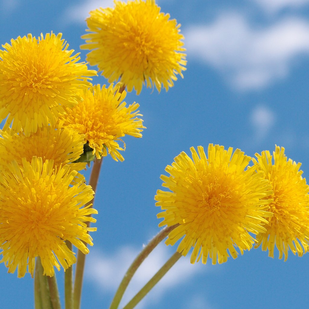 Обои небо, желтый, весна, одуванчик, голубое, nebo, zheltye, oduvanchiki, the sky, yellow, spring, dandelion, blue разрешение 2560x1920 Загрузить