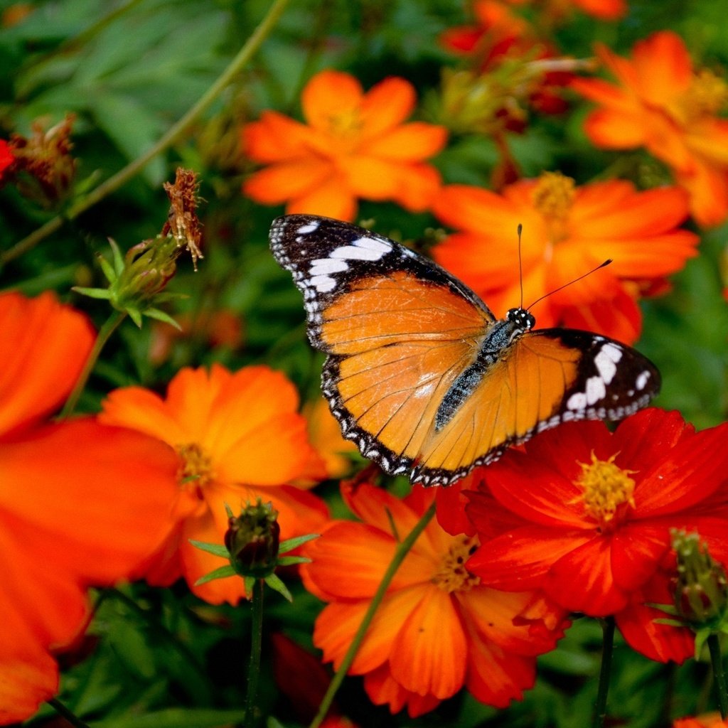 Обои цветы, насекомое, бабочка, крылья, cvety, babochka, oranzhevaya, flowers, insect, butterfly, wings разрешение 1920x1200 Загрузить