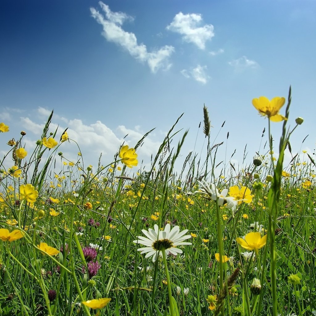 Обои цветы, поле, ромашка, полевые, flowers, field, daisy разрешение 1920x1200 Загрузить