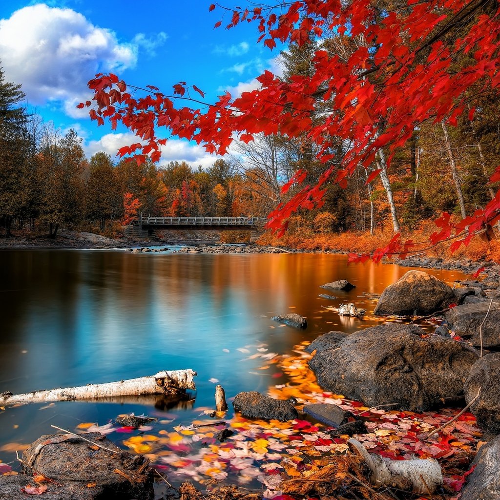 Обои небо, облака, деревья, река, камни, листья, мост, осень, the sky, clouds, trees, river, stones, leaves, bridge, autumn разрешение 2560x1600 Загрузить