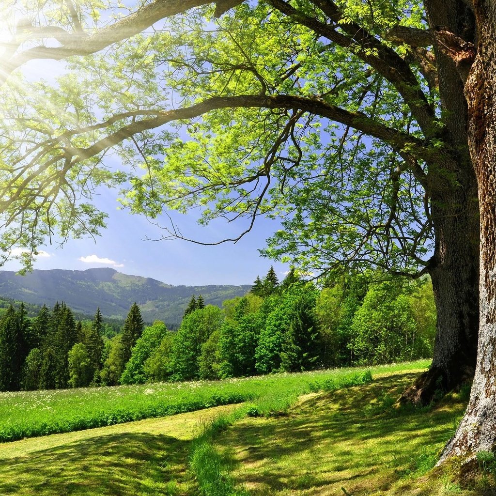 Обои небо, дорога, деревья, солнце, зелень, лес, лето, the sky, road, trees, the sun, greens, forest, summer разрешение 2560x1600 Загрузить