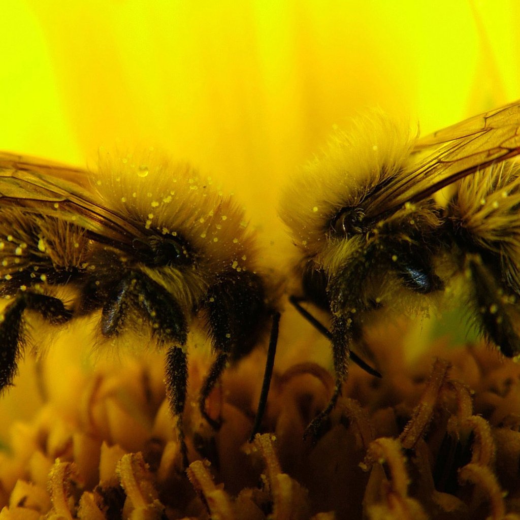 Обои макро, цветок, насекомые, пчелы, пыльца, нектар, macro, flower, insects, bees, pollen, nectar разрешение 1920x1200 Загрузить