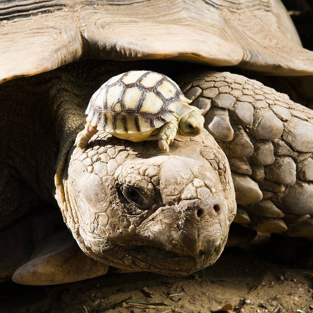 Обои животные, черепаха, панцирь, черепахи, детеныш, animals, turtle, shell, turtles, cub разрешение 1920x1200 Загрузить