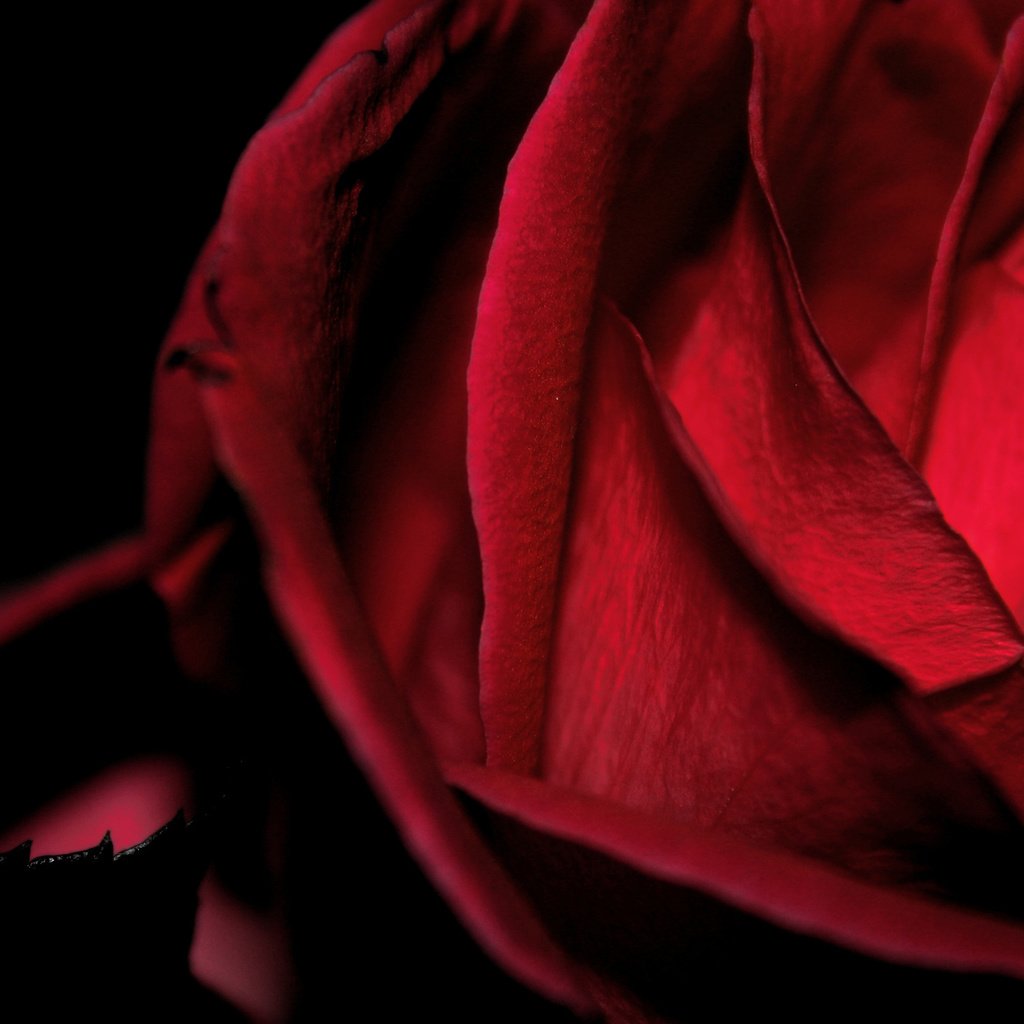 Обои цветок, роза, красная, бархатная, макро черный фон, flower, rose, red, velvet, macro black background разрешение 2560x1600 Загрузить