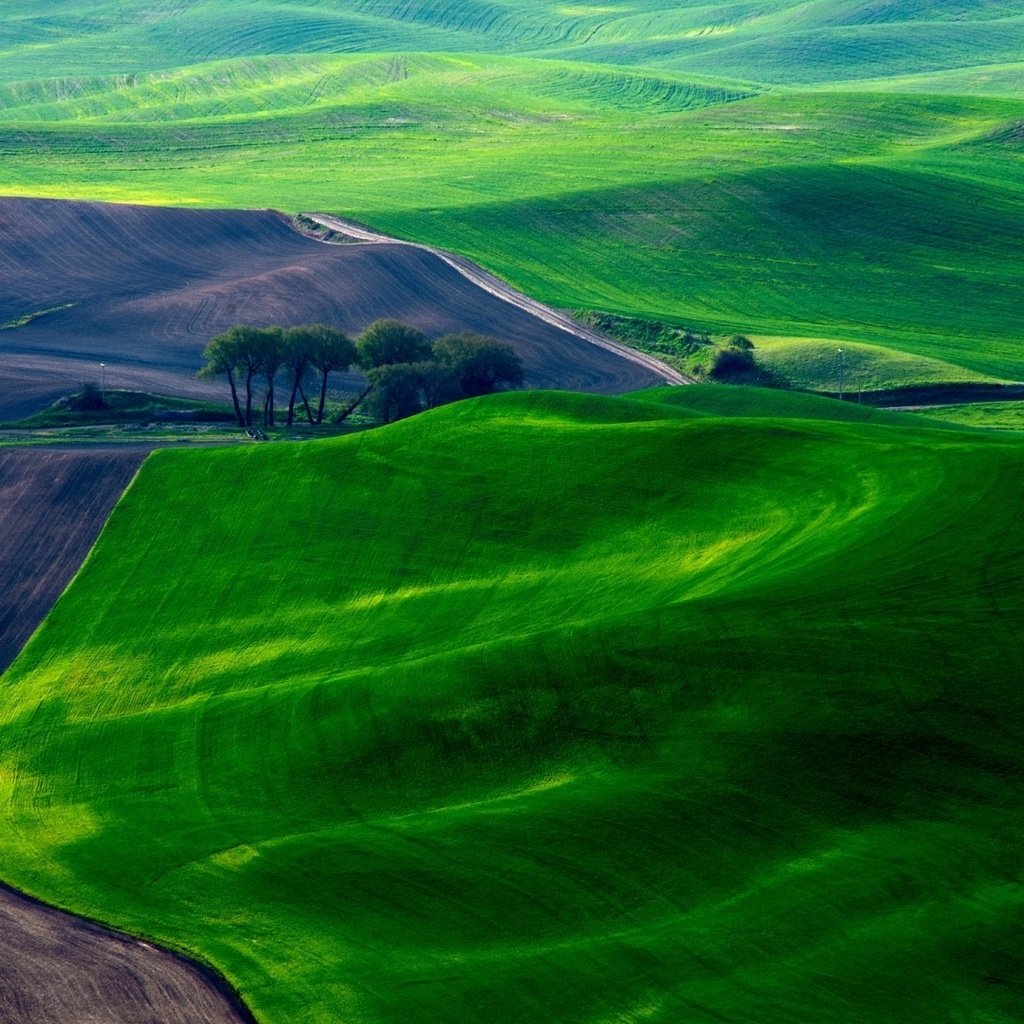 Обои трава, луга, деревья, земля, холмы, поле, зеленые, весна, долина, grass, meadows, trees, earth, hills, field, green, spring, valley разрешение 1920x1080 Загрузить