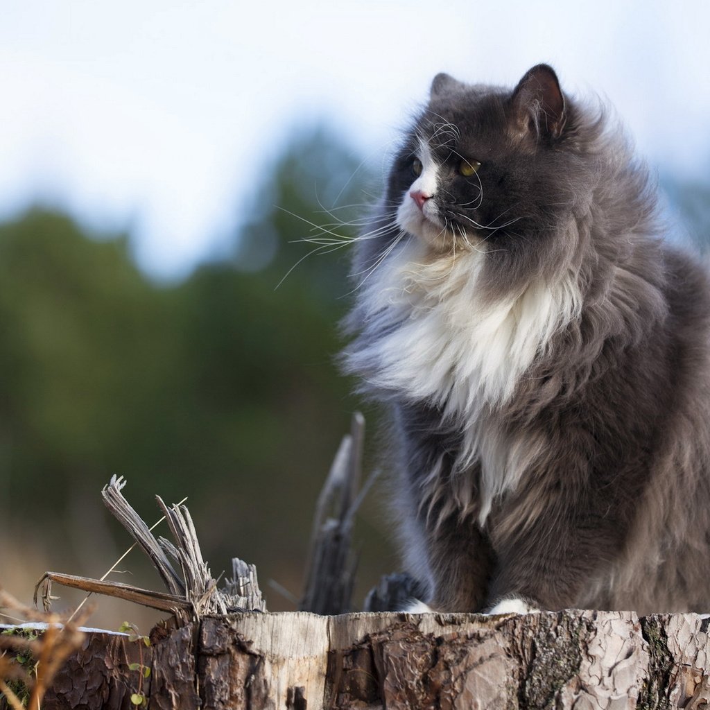 Обои природа, кот, кошка, пушистый, серый, сидит, пенек, nature, cat, fluffy, grey, sitting, stump разрешение 1920x1200 Загрузить