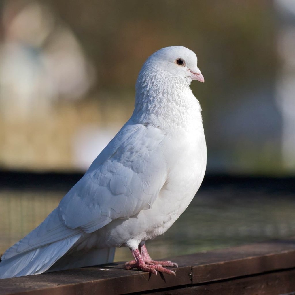 Обои белый, птица, красивый, голубь, white, bird, beautiful, dove разрешение 1920x1200 Загрузить