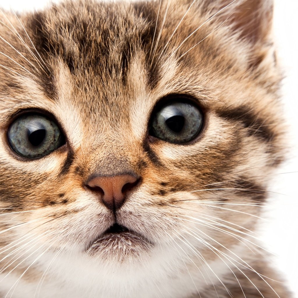 Обои глаза, мордочка, кошка, взгляд, котенок, eyes, muzzle, cat, look, kitty разрешение 2560x1600 Загрузить