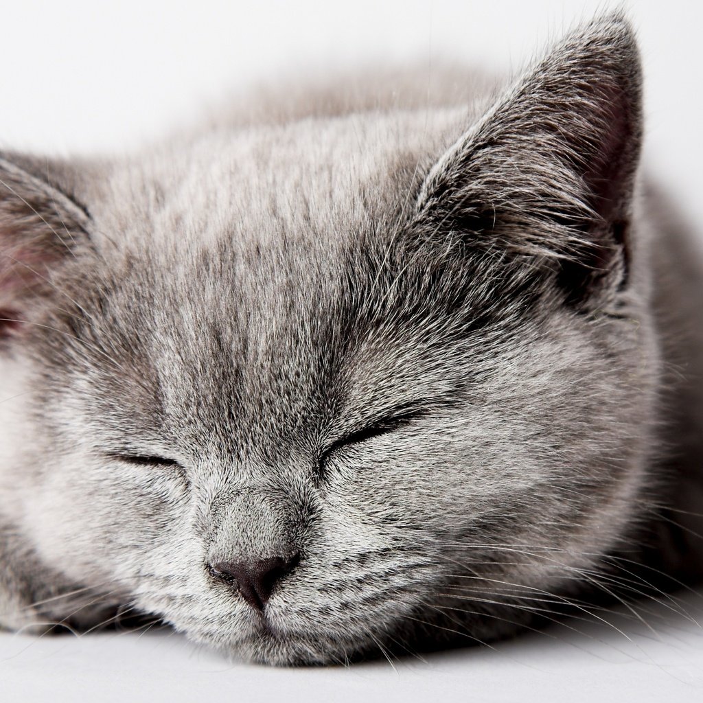 Обои морда, кошка, сон, котенок, серый, face, cat, sleep, kitty, grey разрешение 2560x1600 Загрузить
