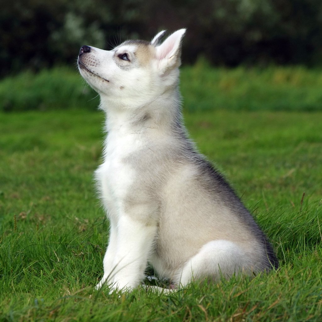 Обои трава, поле, собака, щенок, сидит, хаски, grass, field, dog, puppy, sitting, husky разрешение 2560x1600 Загрузить