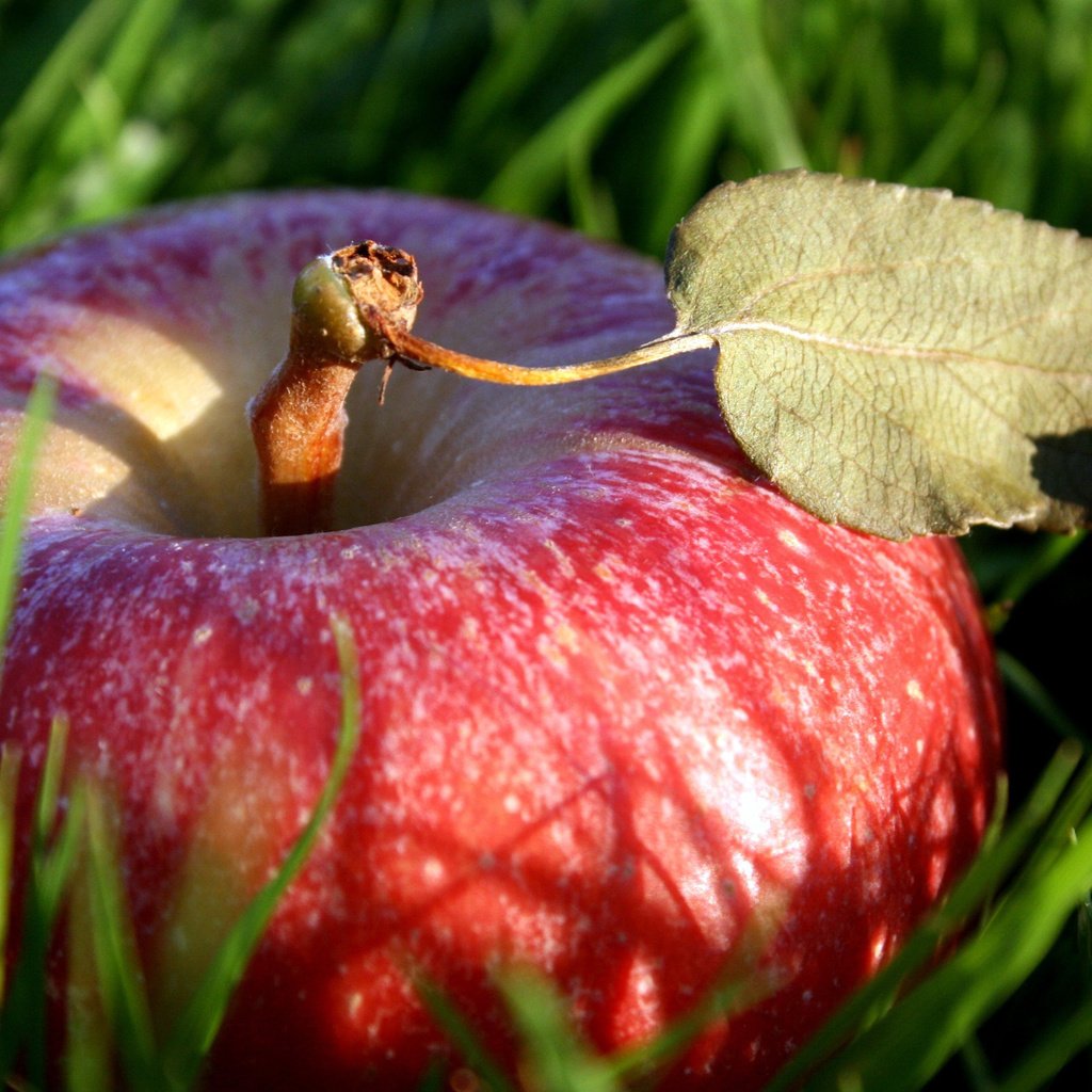 Обои трава, макро, фрукты, лист, плод, яблоко, красное, grass, macro, fruit, sheet, the fruit, apple, red разрешение 2560x1600 Загрузить