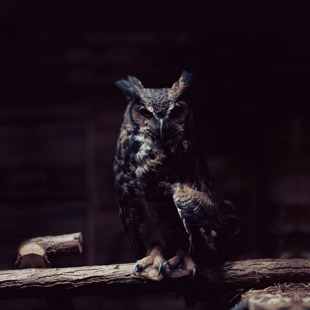 Обои сова, ветка, хищник, сидит, птица, темный фон, тени,   сова, owl, branch, predator, sitting, bird, the dark background, shadows разрешение 1920x1080 Загрузить