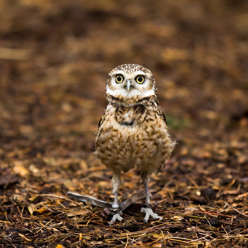 Обои сова, природа, птица, детеныш на привязи, большие глаза, owl, nature, bird, cub on a leash, big eyes разрешение 2048x1365 Загрузить