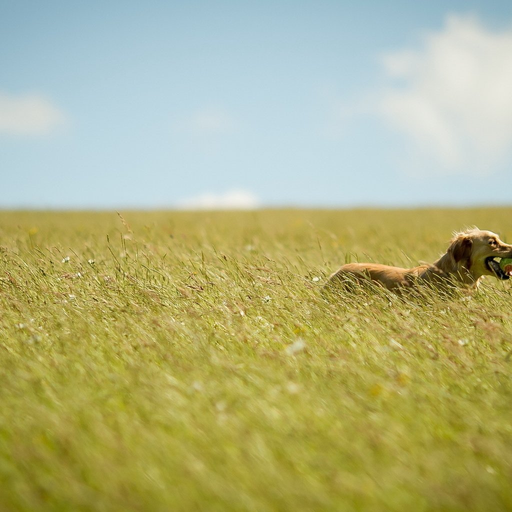 Обои небо, цветы, трава, поле, лето, собака, мяч, the sky, flowers, grass, field, summer, dog, the ball разрешение 2560x1600 Загрузить