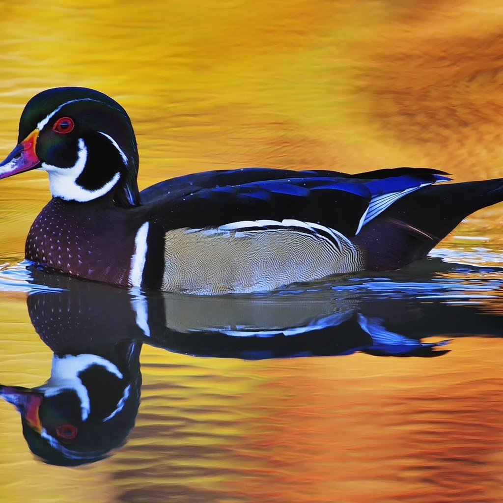 Обои вода, отражение, птица, утка, плывет, селезень, water, reflection, bird, duck, floats, drake разрешение 1920x1080 Загрузить