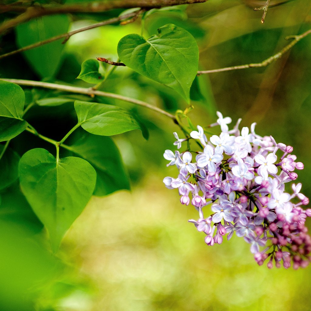 Обои цветы, ветка, макро, весна, сирень, flowers, branch, macro, spring, lilac разрешение 1920x1200 Загрузить