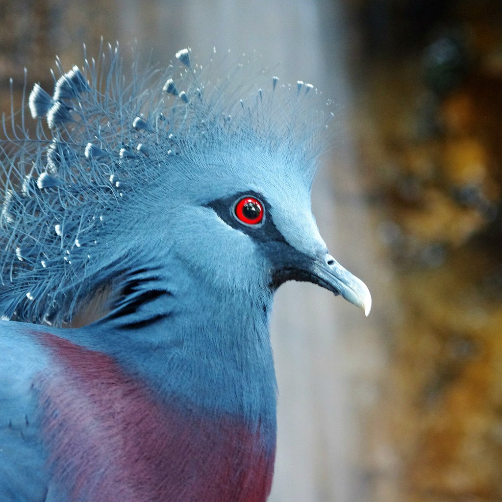 Обои птица, клюв, перья, голубь, victoria crowned pigeon, венценосный, хохолок, веероносный венценосный голубь, bird, beak, feathers, dove, crowned, crest разрешение 1920x1080 Загрузить