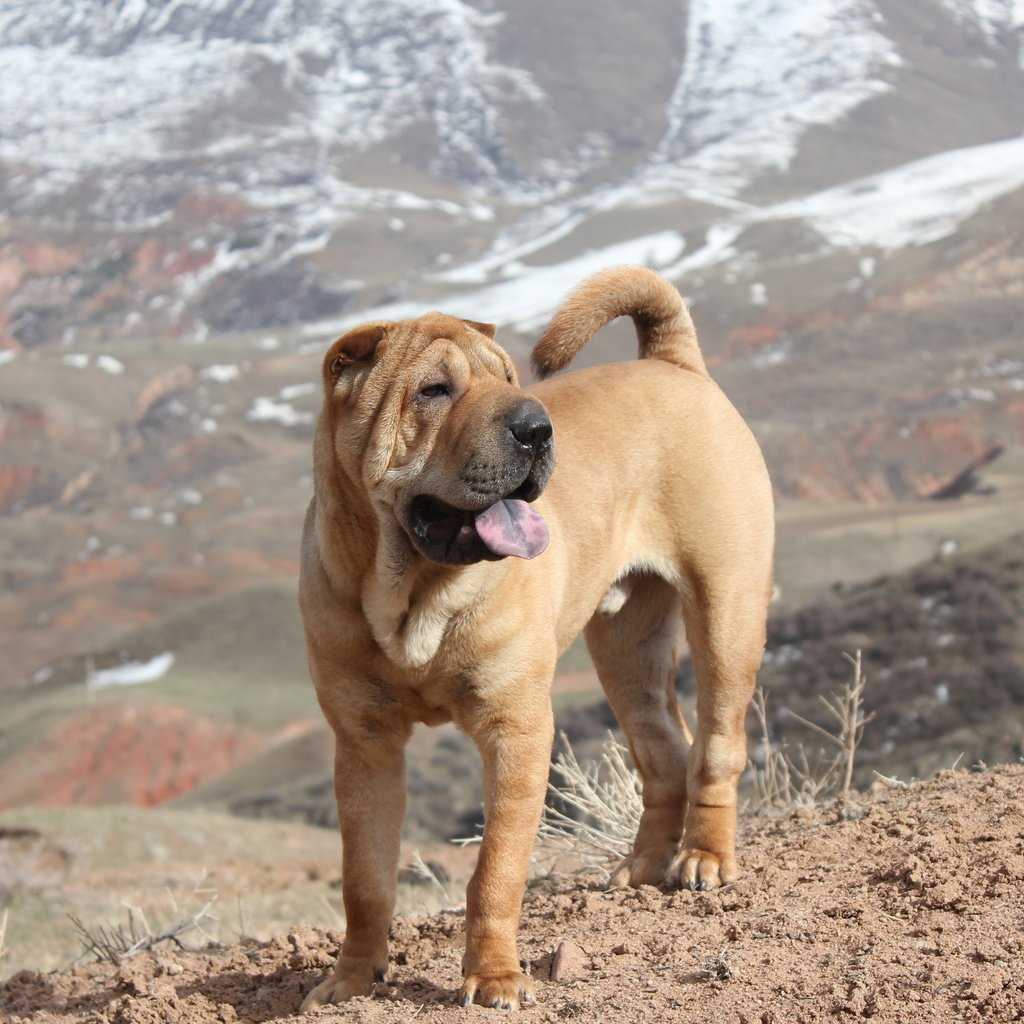 Обои горы, собака, весна, шарпей, mountains, dog, spring, sharpay разрешение 2560x1600 Загрузить