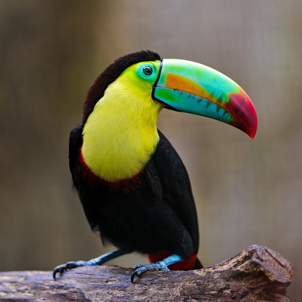 Обои разноцветный, птица, тукан, клюв, оперение, colorful, bird, toucan, beak, tail разрешение 2560x1600 Загрузить