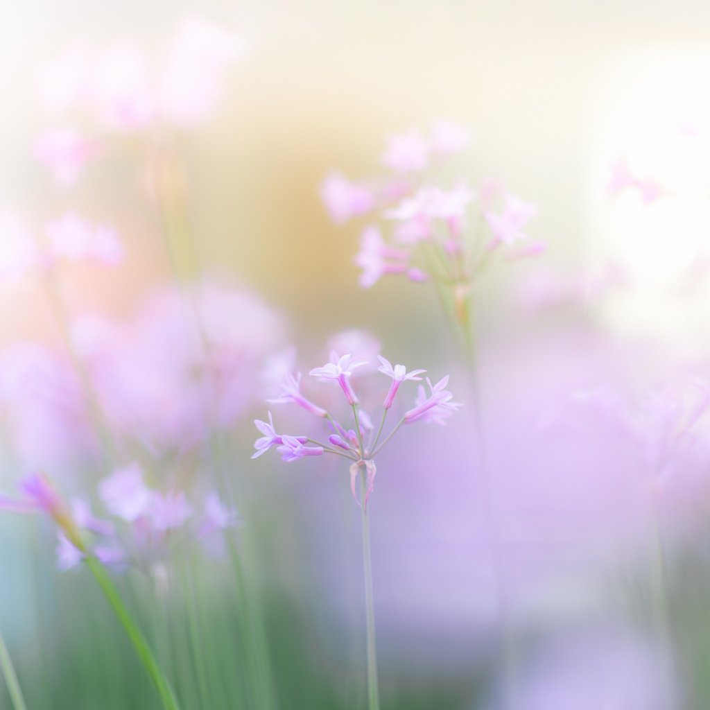 Обои цветы, размытость, весна, розовые, нежные, полевые, flowers, blur, spring, pink, gentle, field разрешение 1920x1280 Загрузить