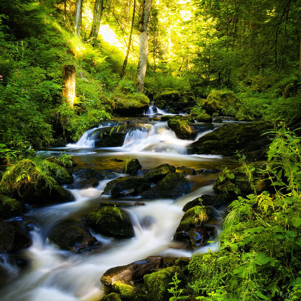 Обои деревья, река, камни, лес, ручей, германия, шварцвальд, trees, river, stones, forest, stream, germany, the black forest разрешение 2560x1600 Загрузить