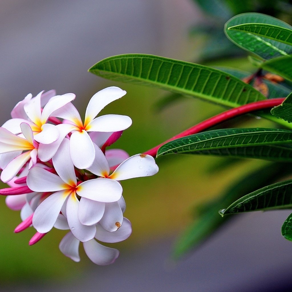 Тропический цветок с белыми цветами