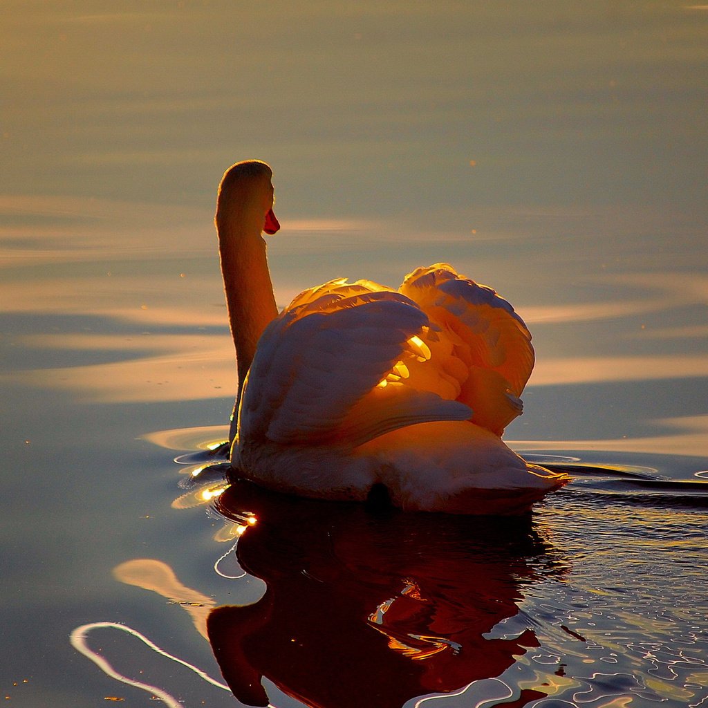 Обои свет, озеро, отражение, белый, птица, лебедь, light, lake, reflection, white, bird, swan разрешение 2560x1600 Загрузить