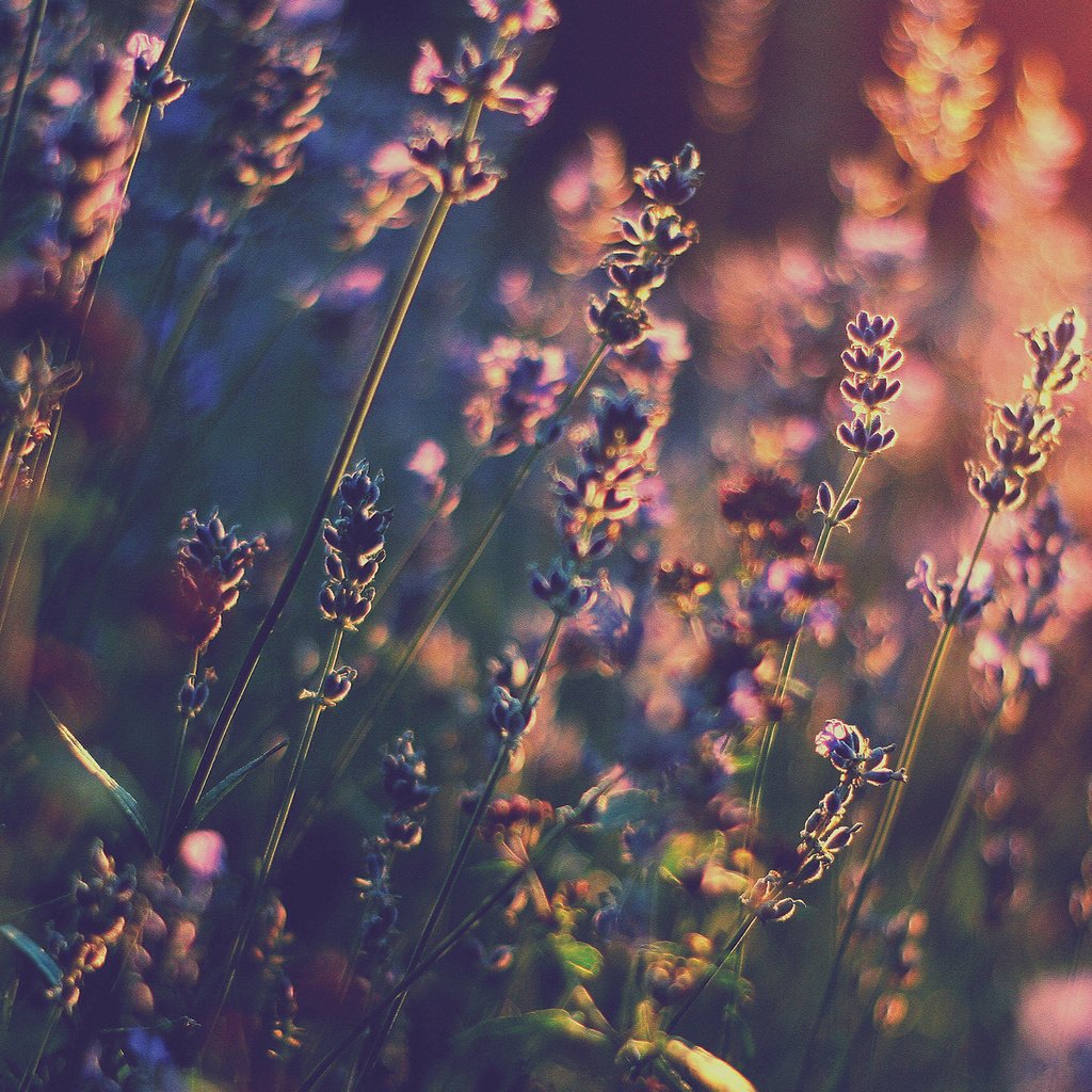 Обои свет, цветы, лаванда, тепло, боке, light, flowers, lavender, heat, bokeh разрешение 1920x1200 Загрузить