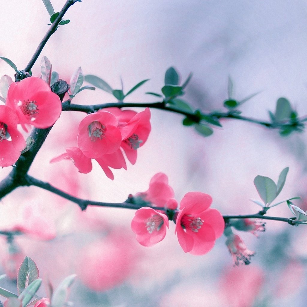 Обои цветы, ветка, цветение, весна, розовые, боке, айва, flowers, branch, f...