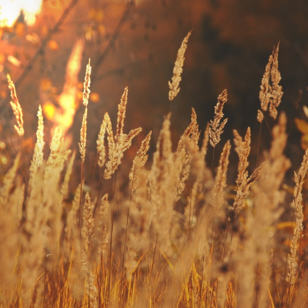 Обои свет, трава, солнце, макро, поле, осень, колоски, light, grass, the sun, macro, field, autumn, spikelets разрешение 2560x1707 Загрузить