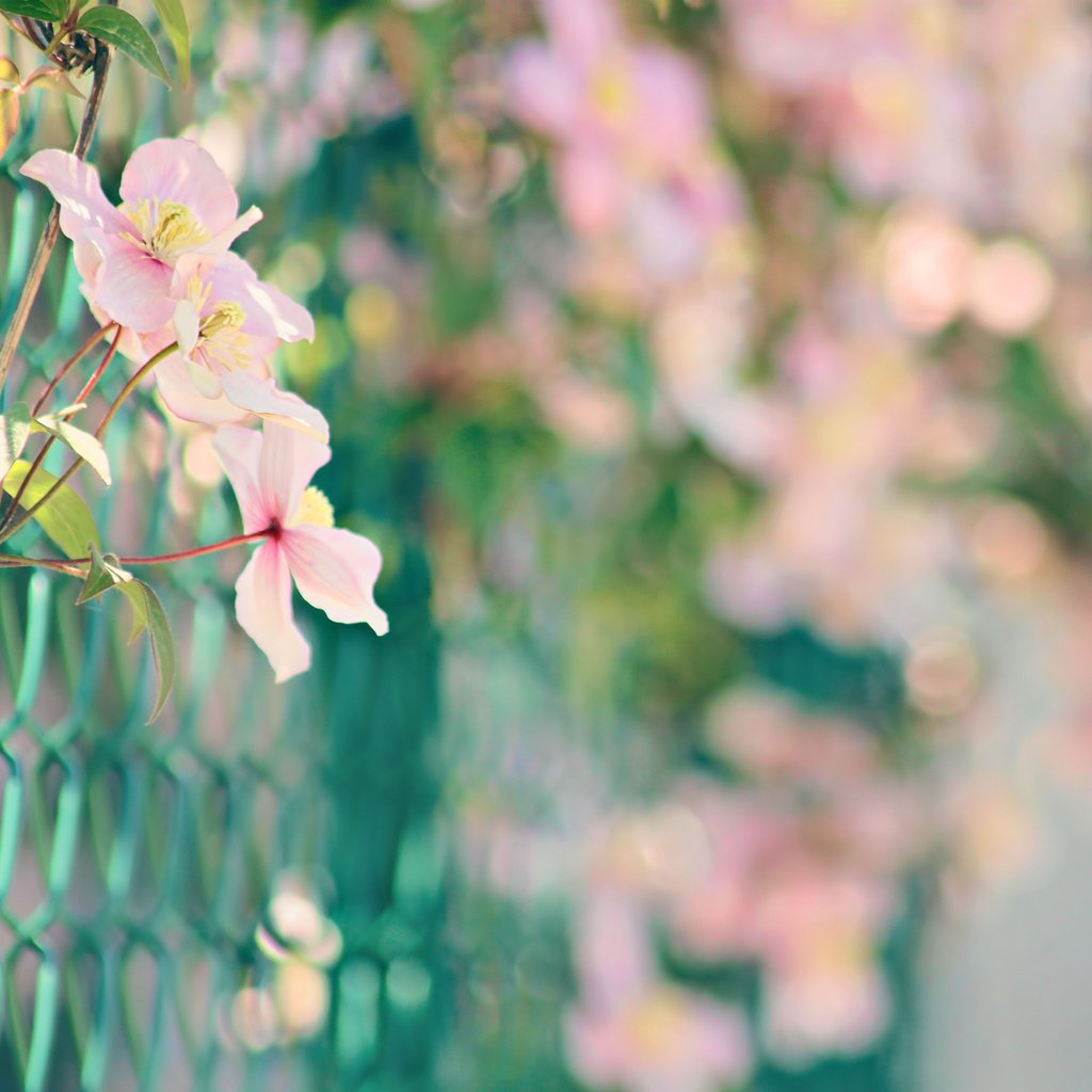 Обои цветы, природа, забор, сетка, розовые, боке, нежные., flowers, nature, the fence, mesh, pink, bokeh, gentle. разрешение 1920x1280 Загрузить