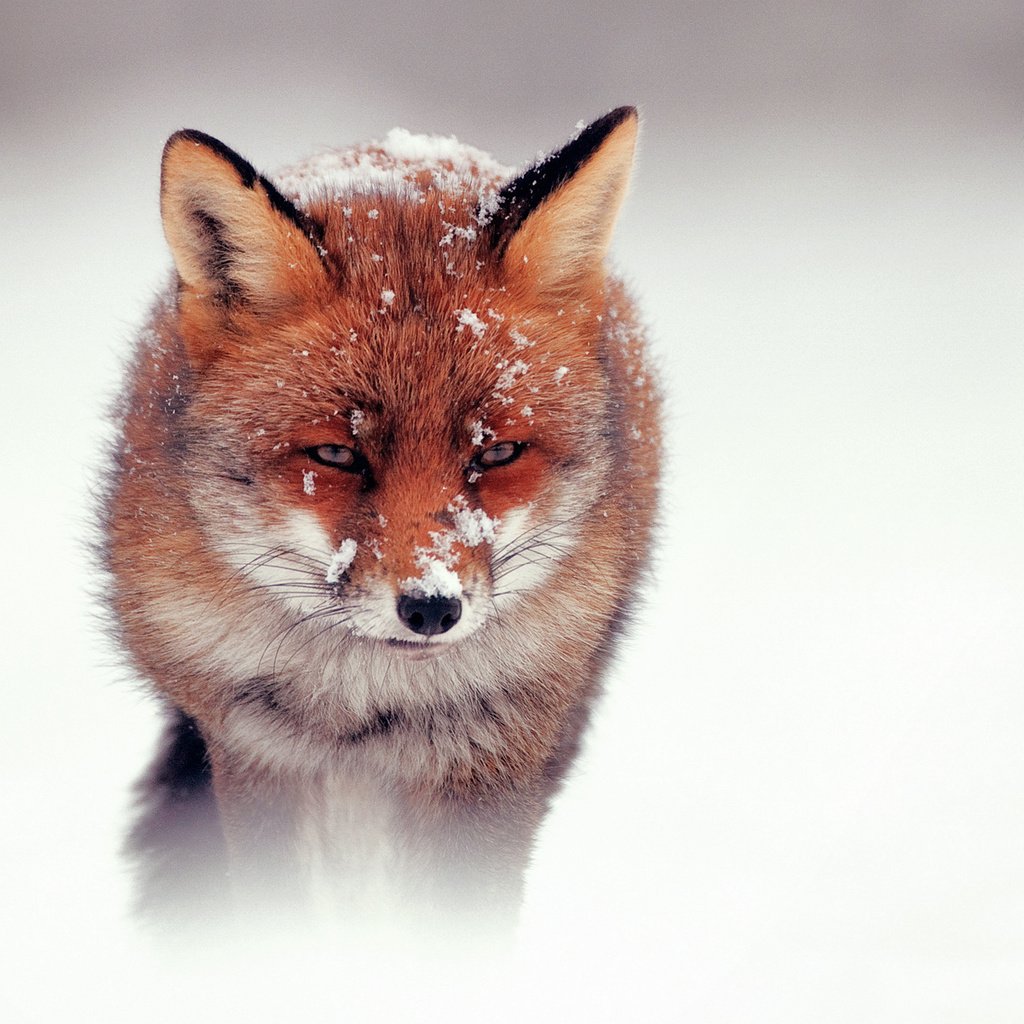 фото лисы рыжей на аватарку