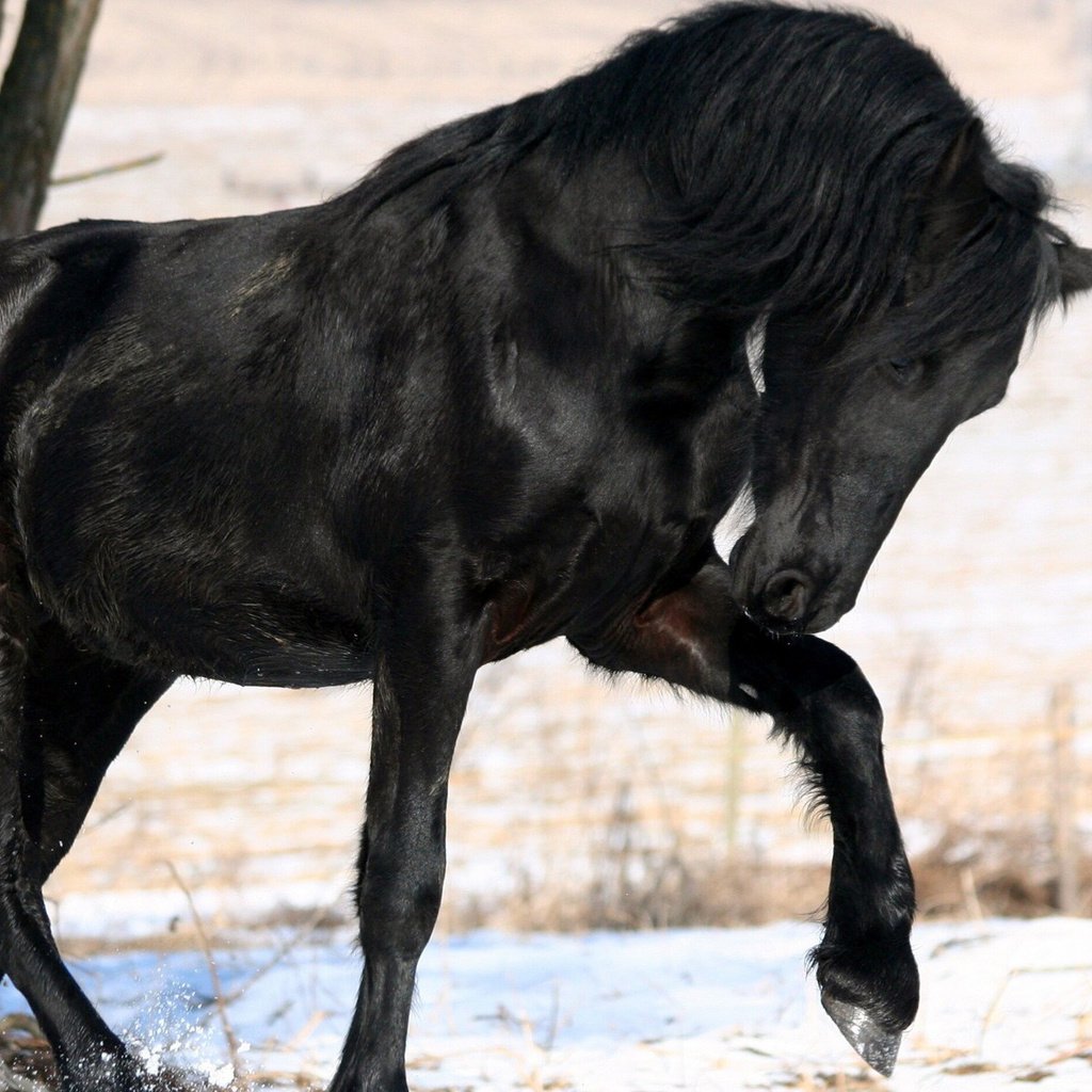 Обои лошадь, снег, дерево, зима, черный, конь, грива, horse, snow, tree, winter, black, mane разрешение 1920x1200 Загрузить
