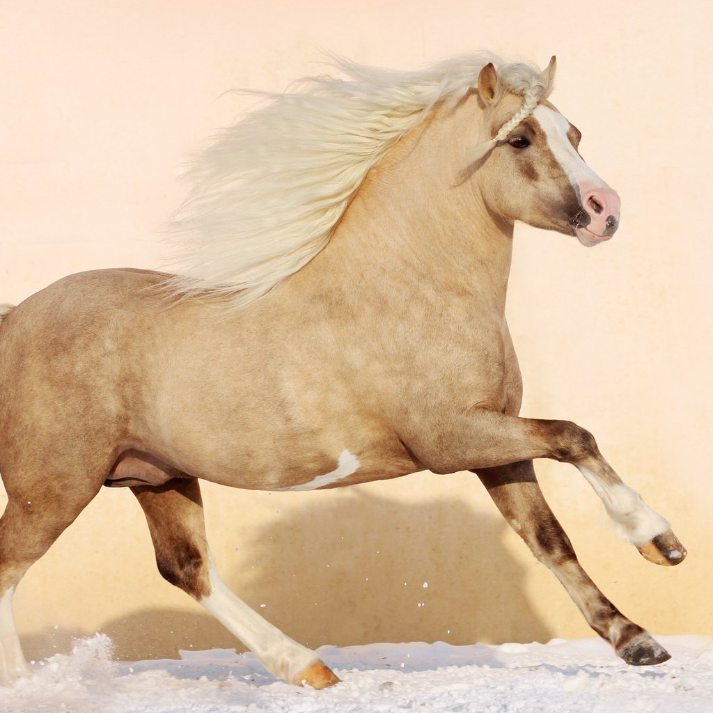 Обои лошадь, конь, грива, жеребец, жеребенок, аллюр, horse, mane, stallion, foal, allure разрешение 2560x1600 Загрузить