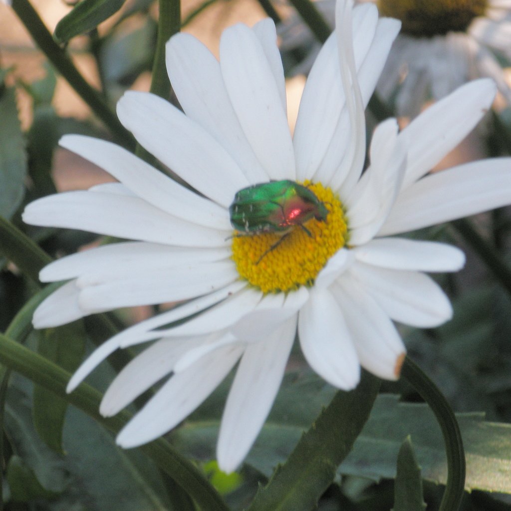 Обои жук, цветок, ромашка, beetle, flower, daisy разрешение 3264x2448 Загрузить